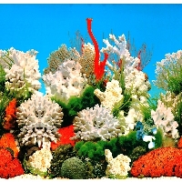 white coral -- WC0400